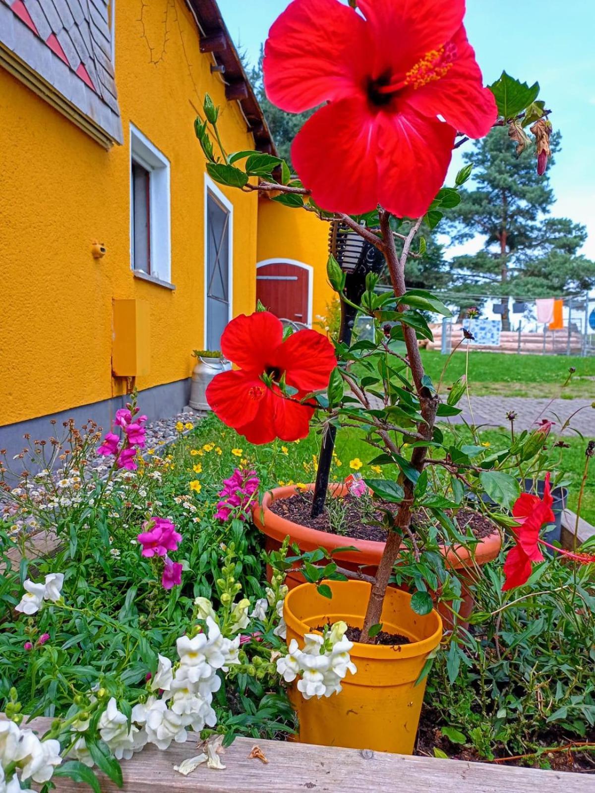 Apartment Im Gruenen Herzen Dittersdorf